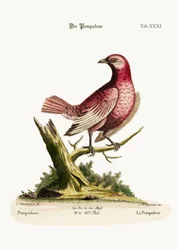 The Pompadour, 1749-73